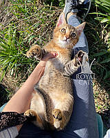 Кішечка Чаузі Ф2 (orange collar) народжена 12.01.2020 у розпліднику Royal Cats. Україна, Київ