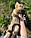 Кішечка Чаузі Ф2 (orange collar) народжена 12.01.2020 у розпліднику Royal Cats. Україна, Київ, фото 5