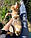 Кішечка Чаузі Ф2 (orange collar) народжена 12.01.2020 у розпліднику Royal Cats. Україна, Київ, фото 6