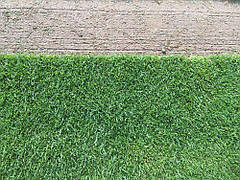 Рулонний газон Преміум