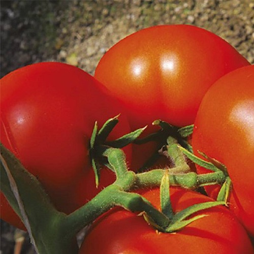 Корал 250 гр Lark Seeds Томат Детермінантний Насіння (Томат Детермінантний Насіння)