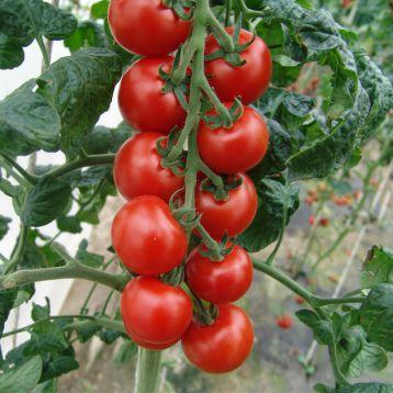 Блейз F1 250 шт Lark Seeds Індетермінантний Томат Насіння (Індетермінантний Томат Насіння)