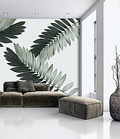 Рельефные обои в гостиную листья пальмы Замия Palm Zamia Furfuracea Mexican Cycad 250 см х 155 см