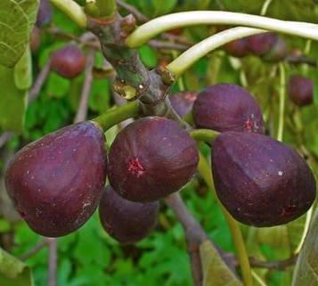 Інжир Техас (горщик 0,5л)