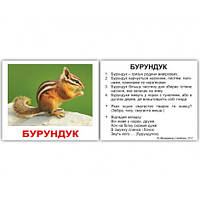 Набір 40 карток Домана Вундеркінд з пелюшок Дикі тварини міні