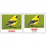 Набір 40 карток Домана Вундеркінд з пелюшок Природа українсько англійські, фото 2