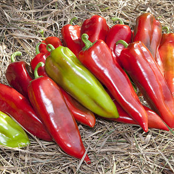 KS 2458 F1 1000 шт Kitano Seeds Перець Насіння (Перец Семена)