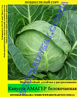 Насіння капусти «Амагер» 100 г
