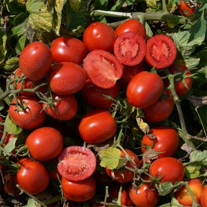 Френзі F1 1000 шт Lark Seeds Томат Детермінантний Насіння (Френзі F1 Томат Детермінантний Насіння), фото 1