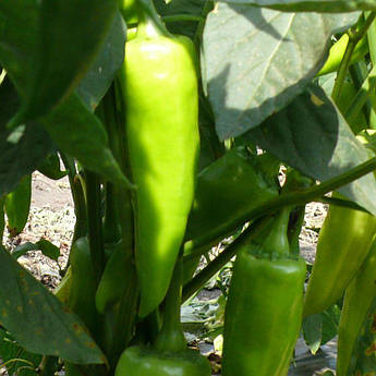 Сільві F1 500 шт Lark Seeds Перець Насіння (Сильви F1 Перец Семена)