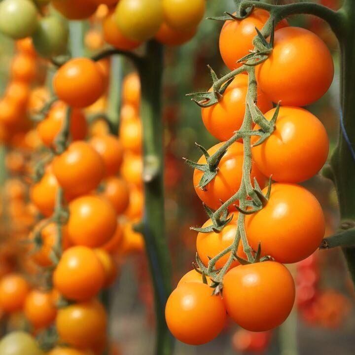 KS 1549 F1 1000 шт Kitano Seeds Індетермінантний Томат Насіння (Індетермінантний Томат Насіння)
