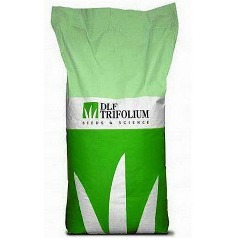Газонна трава Вівсяниця червона MAXIMA (DLF Trifolium) 1 кг (на розс), фото 2