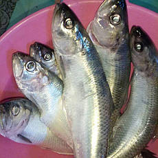 Оселедець дунайський свіжоморожений, крупний 3-4шт/кг.