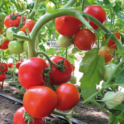 Хітомакс F1 100 шт Kitano Seeds Томат Індетермінантний Насіння (Хитомакс F1 Томат Индетерминантный Семена)