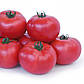 KS 38 F1 100 шт АСАНО Kitano Seeds Індетермінантний Томат Насіння (Індетермінантний Томат Насіння), фото 3