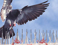 Защита от птиц