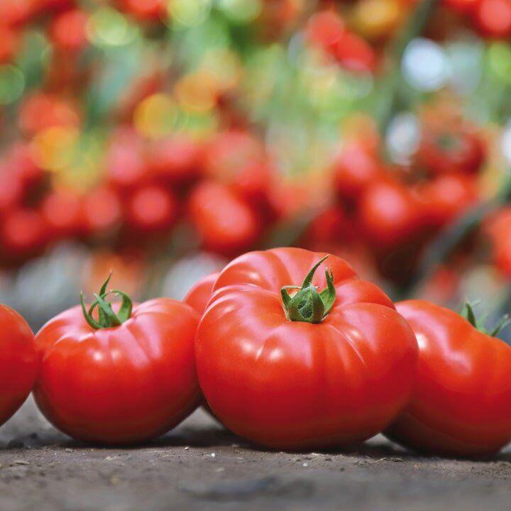 KS 206 F1 500 шт Kitano Seeds Індетермінантний Томат Насіння (Індетермінантний Томат Насіння)