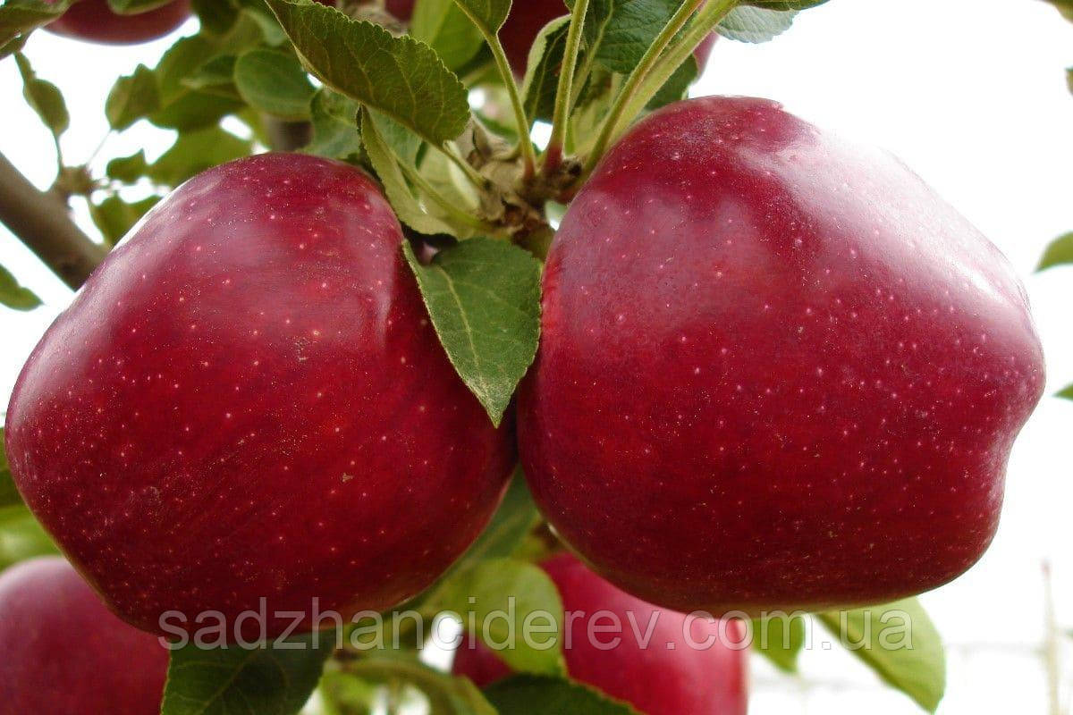 Саджанці яблунь Моді