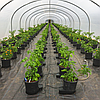 Система автополиву Plant!t Gogro 15 л 2 Pot System з місткістю 45 л, фото 5