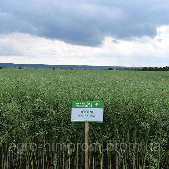 Рапс озимый Атора НПЦ Лембке / NPZ Lembke Германия, Среднепозний