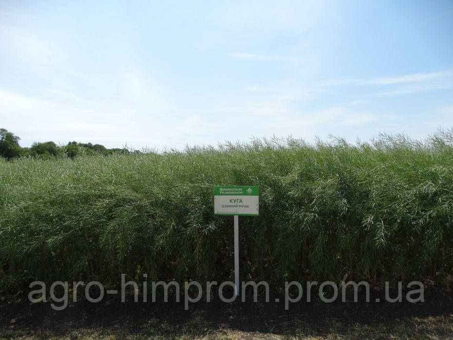 Ріпак озимий Куга НВЦ Лембке / NPZ Lembke Німеччина, Середньоранній