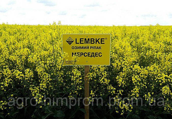 Ріпак озимий Мерседес НВЦ Лембке / NPZ Lembke Німеччина, Середньостиглий