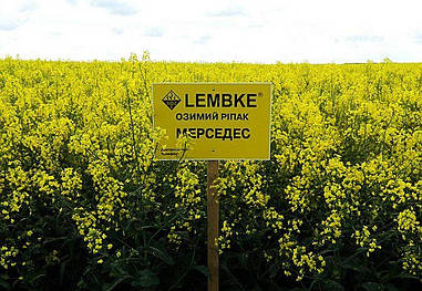 Ріпак озимий Мерседес НВЦ Лембке / NPZ Lembke Німеччина, Середньостиглий