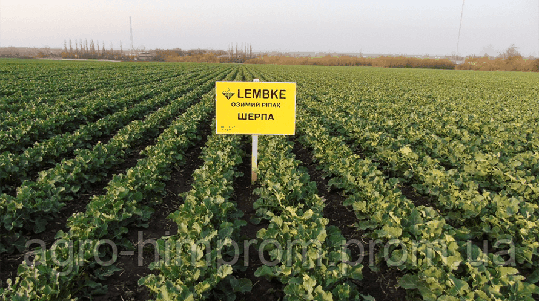 Рапс озимый Шерпа НПЦ Лембке / NPZ Lembke Германия, Среднеранний, фото 1