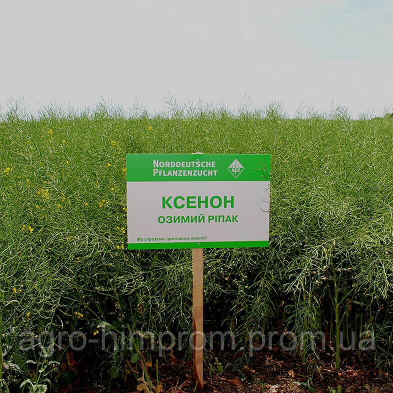 Ріпак озимий Ксенон НВЦ Лембке / NPZ Lembke Німеччина, Середньоранній