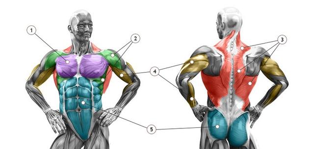 Ефективний розвиток м'язів