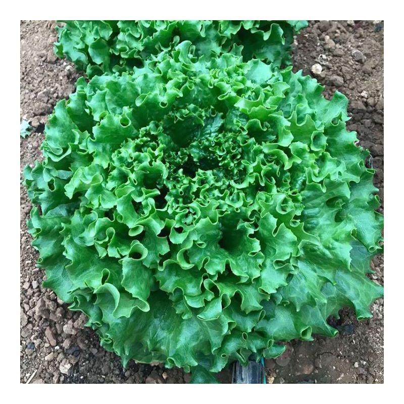 Кюрлі 100 000 Yuksel Seeds Салат Насіння (Кюрли Салат Семена)