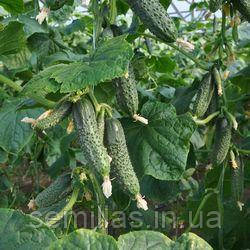 Насіння огірка Баде F1, 50 шт., самоопыляемого, ТМ "ЛедаАгро"