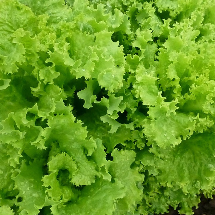 KS 129 F1 5 гр Kitano Seeds Салат Насіння (Салат Насіння), фото 1