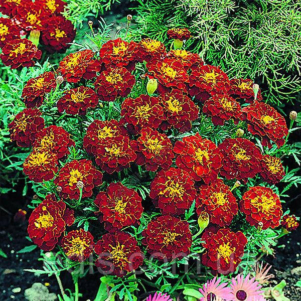 Чорнобривці низькорослі Кармен 0,5 г Насіння Яскрава