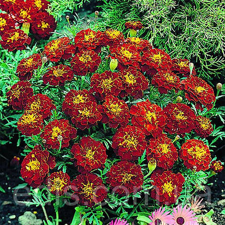 Чорнобривці низькорослі Кармен 0,5 г Насіння Яскрава, фото 1