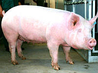 БМВД Финиш 10% для свиньи весом 60 - 110 кг от ТМ «ComFerma» 25 кг