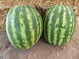 Авалон F1 (1000 нас.) насіння кавуна Innova Seeds, фото 3
