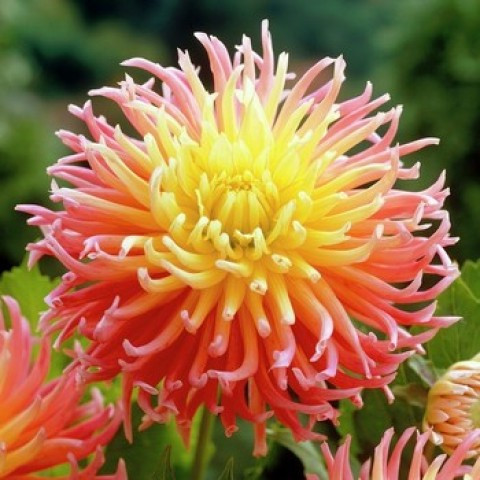 Георгіна (жоржина) кактусова Fringed Star, полуниці