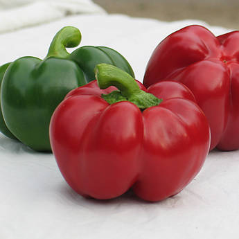 Біхар F1 500 шт Lark Seeds Перець Насіння (Бихар F1 Перец Семена)