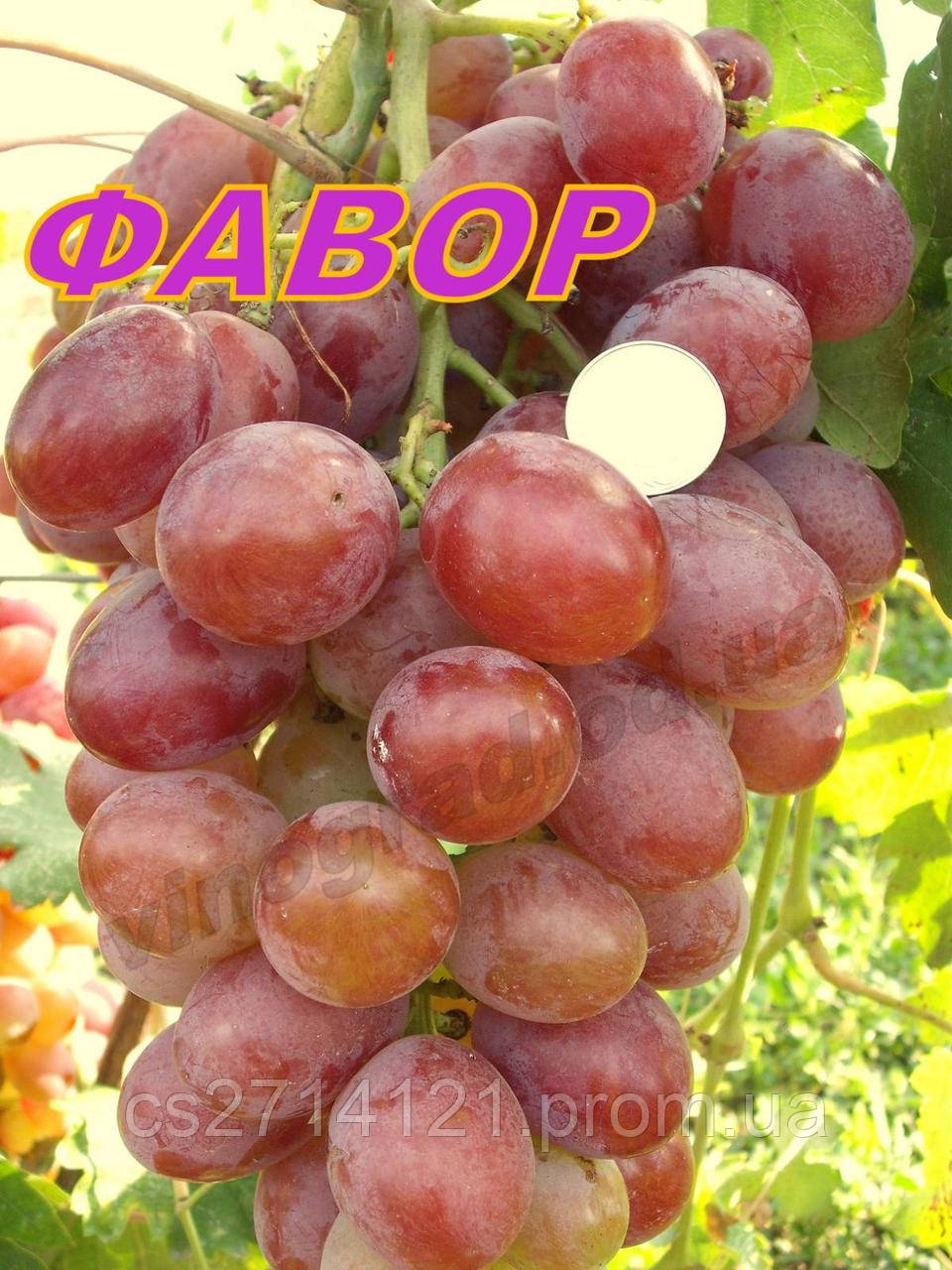 Фавор