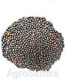 Трава Горлиця озима (Суріпиця), сидерат 1кг, фото 3