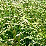 Насіння  Овсяниця ,1кг, фото 2