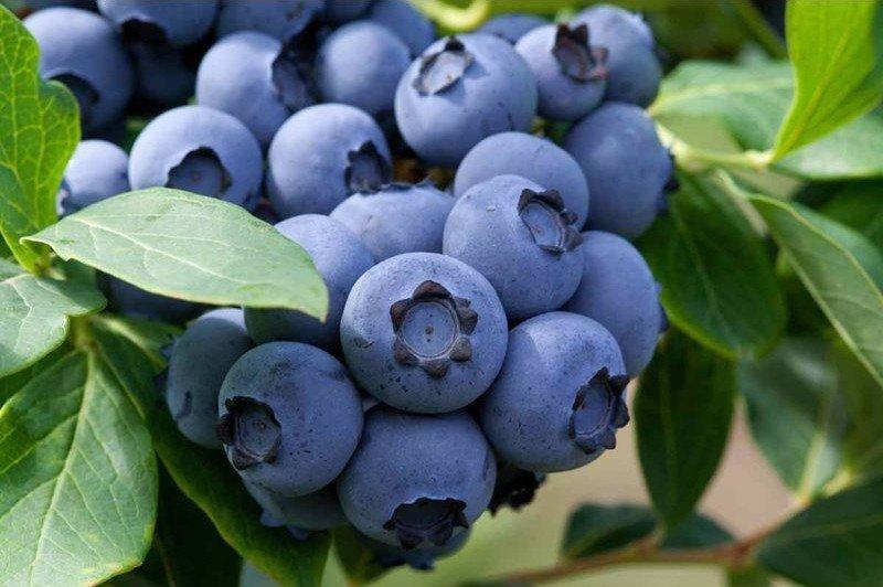 Саджанці лохини Патріот Дворічні, фото 1