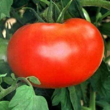 1606 F1 1000 шт Lark Seeds Індетермінантний Томат Насіння (Індетермінантний Томат Насіння), фото 1