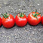 Блейз F1 250 шт Lark Seeds Індетермінантний Томат Насіння (Індетермінантний Томат Насіння), фото 3