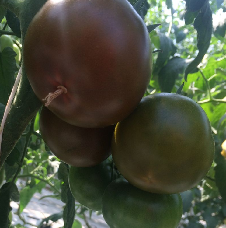 Мавр F1 250 шт Lark Seeds Індетермінантний Томат Насіння (Індетермінантний Томат Насіння)