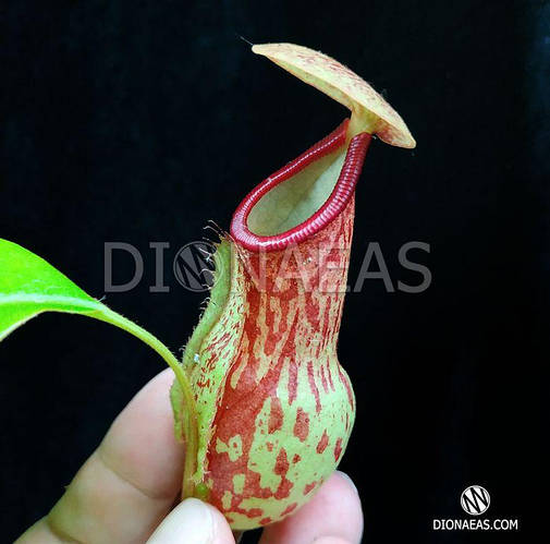 Непентес (Nepenthes Gaya) кувшиночник - хиже, комахоїдна, екзотичне ...