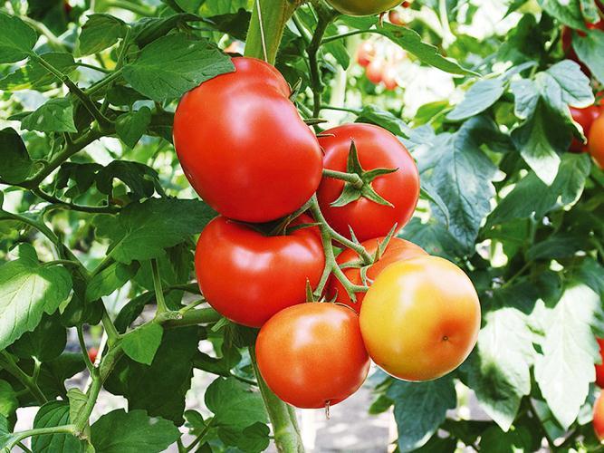 132-101 F1 100 шт Yuksel Seeds Томат Індетермінантний Насіння (Томат Индетерминантный Семена), фото 1
