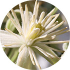 Зображення квітки крапель Баха Clematis Зображення Clematis