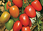 Гранадеро F1 250 шт Enza Zaden Індетермінантний Томат Насіння (Індетермінантний Томат Насіння), фото 2